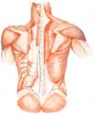 Health Risk Assessment Portland - Spine Muscles