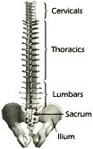 Health Risk Assessment Portland - Spine Regions