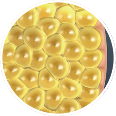 Fat Cells Fat Cells