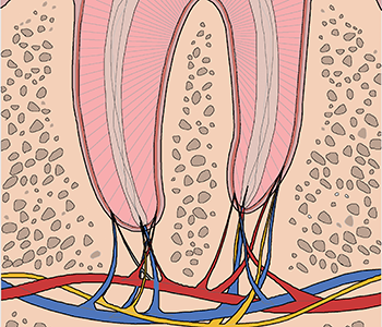 Root Canal Process