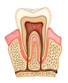 <?php echo $pk;?> - Section of a Tooth