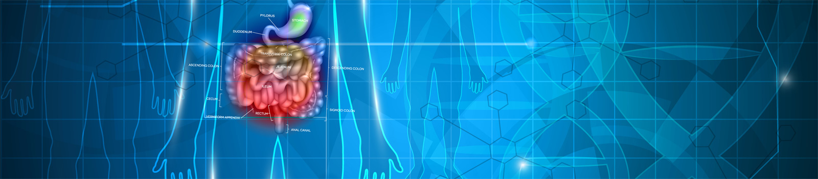 Bowels and stomach abstract scientific background