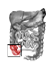 Dental Tooth Chart West Palm Beach - ileocecal