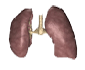 Dental Tooth Chart West Palm Beach - lungs